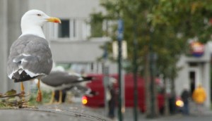 the dove wears the colours of frank and kai