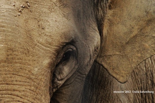 warum sie noch hier ist - weiß ich nicht. Mai 2012