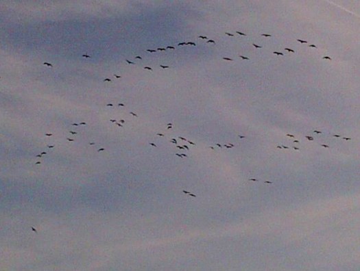 Kanadagänse über Malente im August  (c)Ulla Keienburg 2012