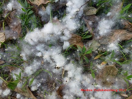 pappelschnee