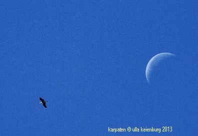 karpaten störche paar (2)