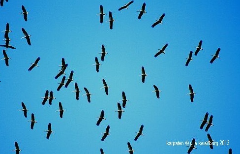 karpaten störche paar (3)