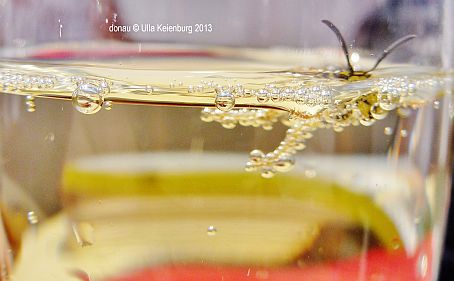 wespe auf tauchgang 2