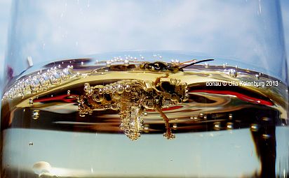 wespe auf tauchgang 3