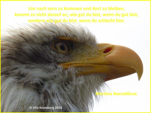 martina navratilova weißkopfadler