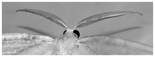 falter von hinten 6 2010