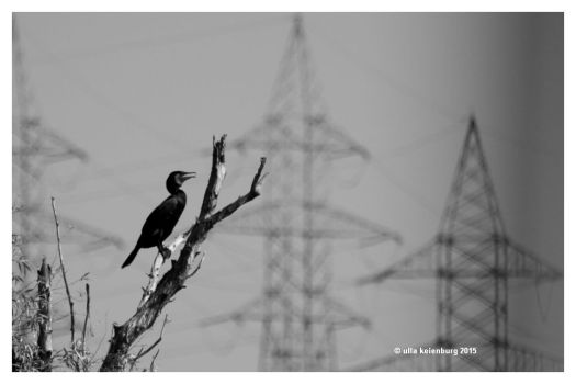 kormoran vor energie