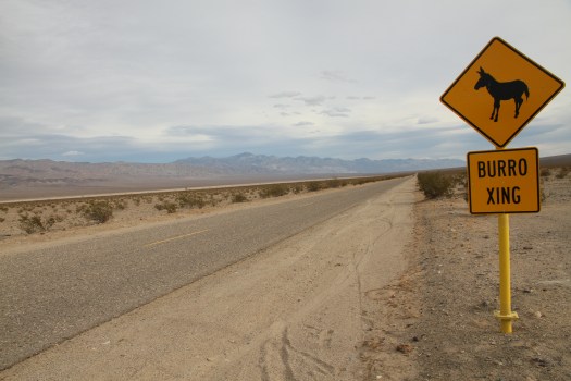 donkeys crossing