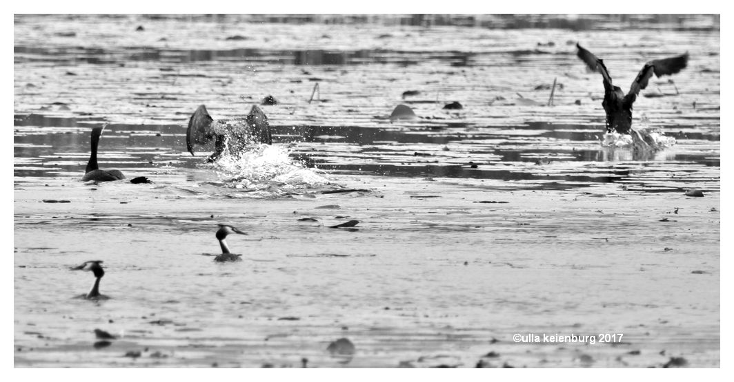 delta 2017 mai haubentaucher