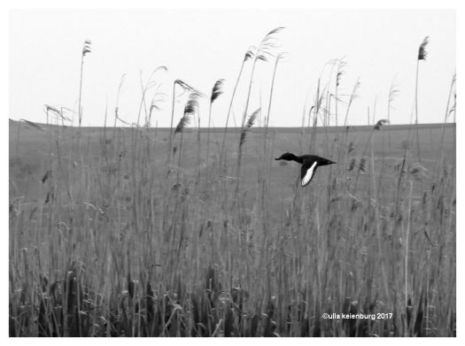 reihernete delta 2017