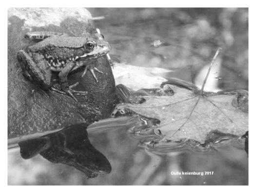 froschgleich an die wand geknallt