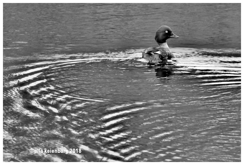 maine shellente weiblich 18